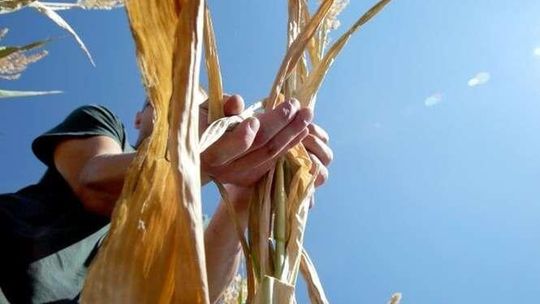 Złóż wniosek suszowy. Co jest potrzebne?