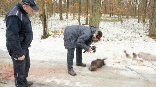 Zmasakrowane zwłoki konia w lesie koło Chodla (wideo)