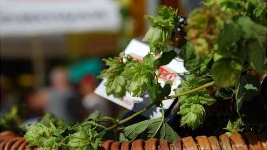 Zmiana na Chmielakach, koncerty gratis