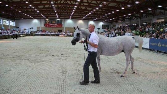 Zmiany na Narodowym Pokazie Koni Arabskich w Janowie Podlaskim. Hodowcy wejdą za darmo 