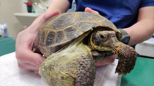 Żmija na dworcu, pyton w krzakach i jadowity mokasyn pod łóżkiem. W Lublinie ratują dzikie zwierzęta