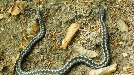 Żmije na szlakach turystycznych. Ukąszony mężczyzna trafił do szpitala