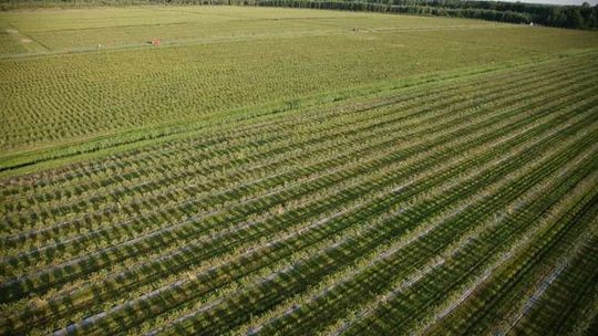 Znad Tanwi do Kuala Lumpur. Borówki na plantacji są zbierane ręcznie