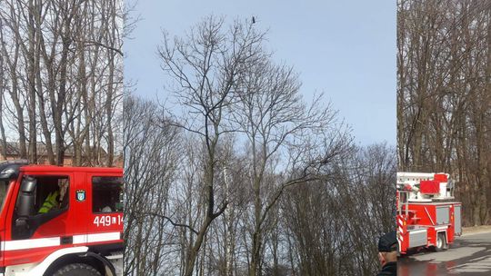 Znajdź kota na obrazku. To nie quiz, tylko akcja strażaków z Zakrzówka