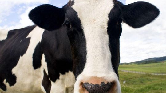 Znalazł martwego brata w zagrodzie dla bydła. Tajemnicza śmierć 50-latka