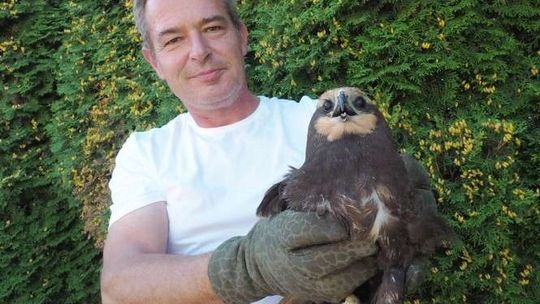 Znalazła w polu rzadkiego drapieżnika. Ptak był ranny. Czy zdąży odlecieć na zimę?