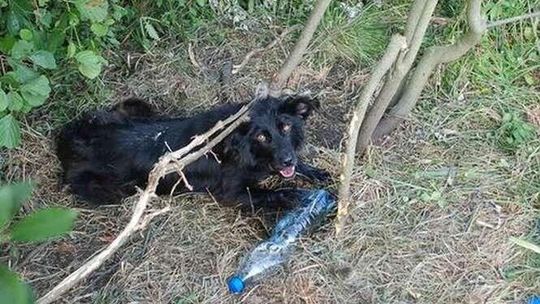 Znaleźli mężczyznę, który przywiązał psa do gałęzi i zostawił. Zwierzę było wyczerpane