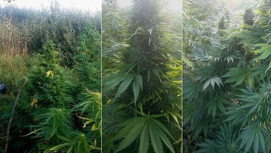 Znaleźli plantację marihuany w środku Poleskiego Parku Narodowego