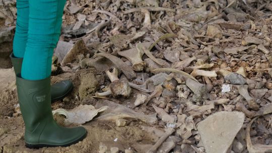 Znaleźli pryzmę kości w dawnych zakładach. Na miejsce jedzie sanepid [zdjęcia]