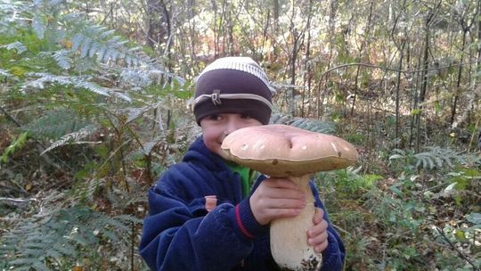 Znaleźli wielkiego borowika. \"W lasach jest wysyp grzybów\"