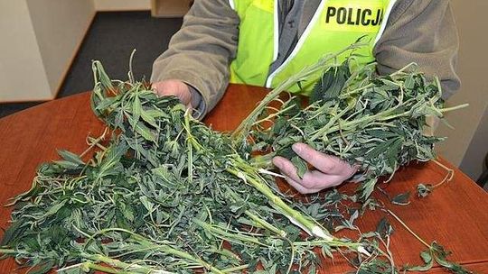 Zniszczyli mu plantację marihuany, więc... zgłosił kradzież