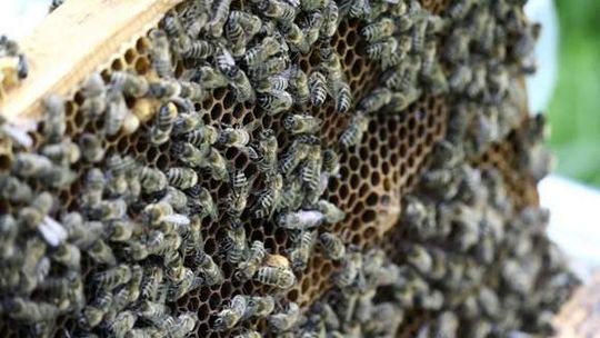 Zniszczyli ule warte 5 tys. zł