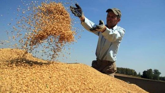 Żniwa w Lubelskiem na półmetku. Rolnicy mają powody do zadowolenia (zdjęcia)