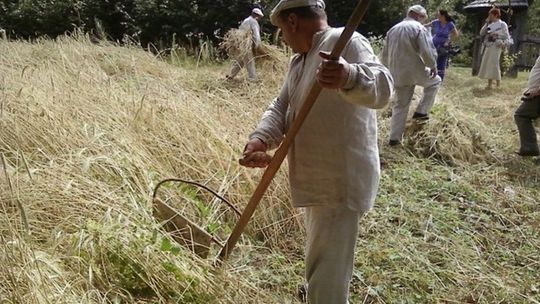 Żniwa w lubelskim skansenie (zdjęcia)