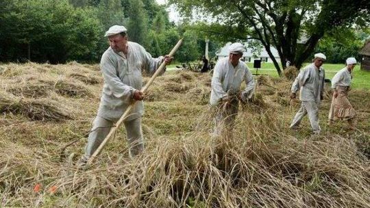 Żniwowanie w Muzeum Wsi Lubelskiej