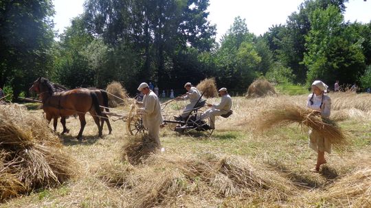 Żniwowanie w Skansenie