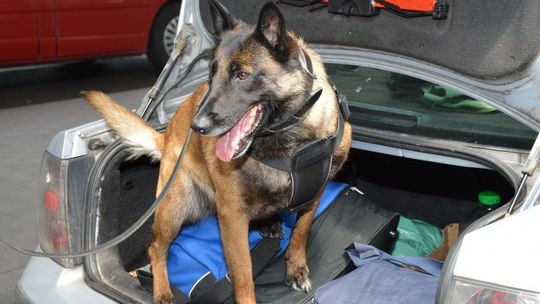 Zobacz gdzie przemytnicy chowają narkotyki. Z psim nosem ciężko wygrać