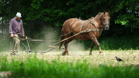 Zobacz jak to robiono kiedyś - pokaz orki w lubelskim Skansenie
