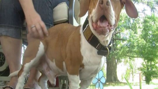 Zobacz najbrzydszego psa na świecie (wideo)