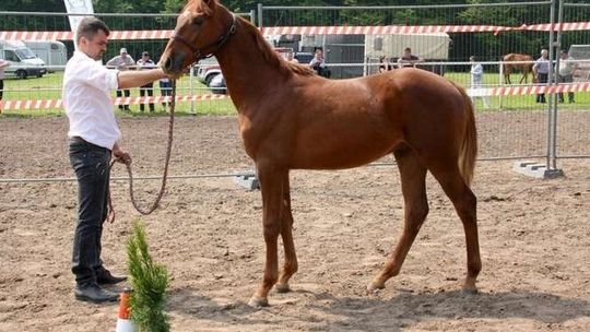 Zobacz najpiękniejsze konie małopolskie. Czempionat w Białce koło Krasnegostawu
