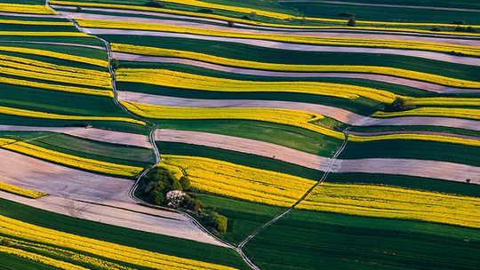 Zobacz niezwykłe zdjęcia. Rzepakowe dywany na Roztoczu