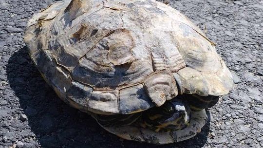 Żółw na gigancie i spostrzegawczy rowerzysta