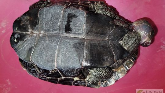 Żółw pod śmietnikiem. „Zabawka się zepsuła?”