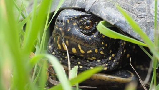 Żółwie pod specjalnym nadzorem. W Poleskim Parku Narodowym to wyjątkowy czas