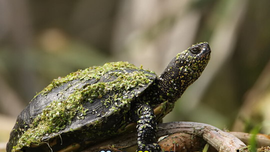Żółwie w Bystrzycy? Kto rozwiąże zagadkę