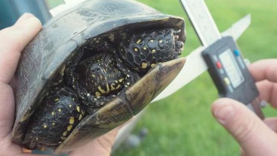 Żółwie w Poleskim Parku Narodowym pod specjalną ochroną