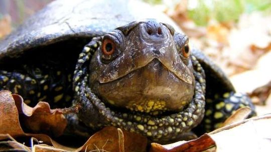 Żółwie zapomniały pójść spać. W parku pachnie wiosną