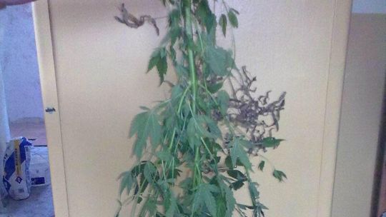 Żona doniosła na męża: On uprawia konopie