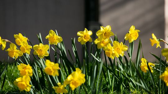 Żonkile przy zamojskiej synagodze. Dziś rocznica powstania w getcie