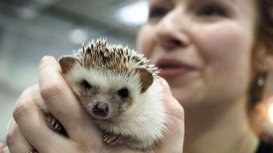 Zoo Park w Targach Lublin: Lubelska Wystawa Zoologiczna