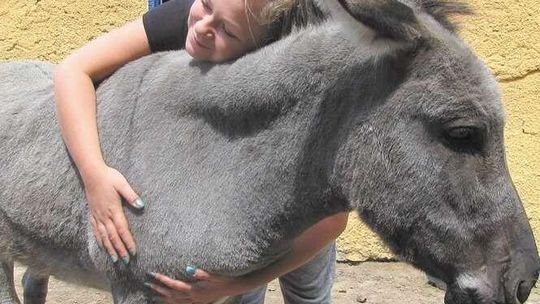 ZOO w Lubelskiem już zamknięte. Zwierzęta trafią na sprzedaż. "Przykra sytuacja"