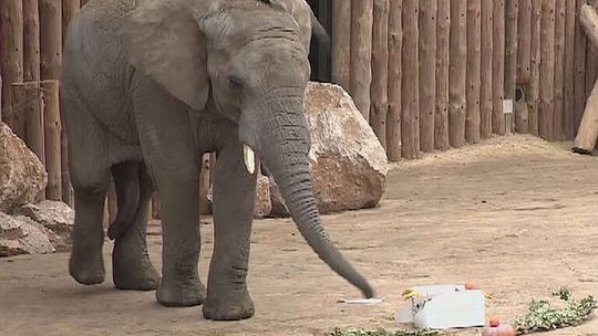 ZOO w Poznaniu: Pożegnanie słonia Yzika