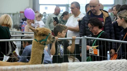 Zoo w środku miasta. Nie zabrakło "latających wiewiórek"