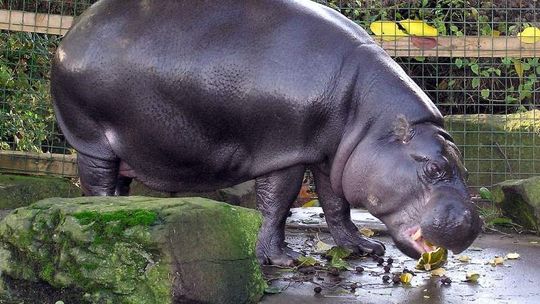 Zoo w Zamościu: Będą stawy, będą hipopotamy