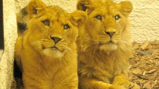 ZOO w Zamościu: Będzie więcej egzotycznych zwierząt