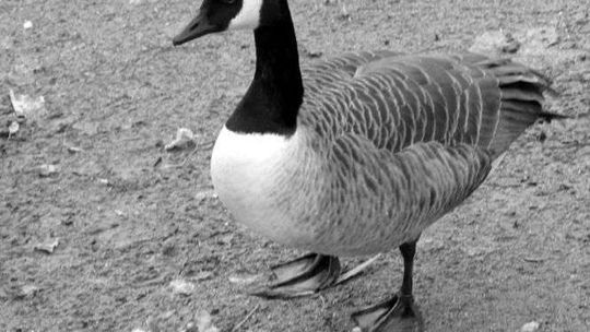 ZOO w Zamościu: Bernikle kanadyjskie odłowione. Powodem jest ptasia grypa