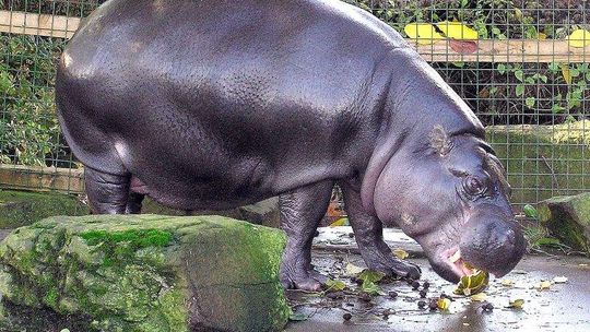 Zoo w Zamościu: Budują dom dla hipopotamów. Będą też tapiry i kapibary