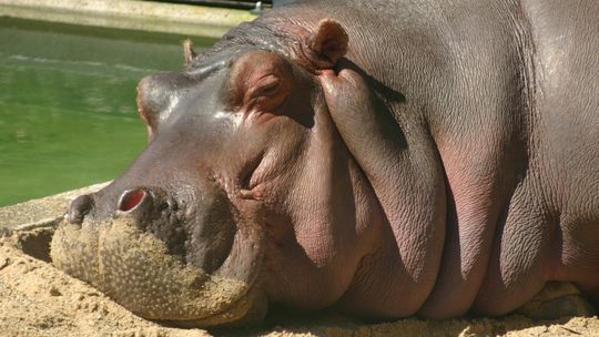 Zoo w Zamościu chce hipopotama