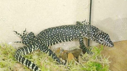 Zoo w Zamościu: Na świat przyszedł waran