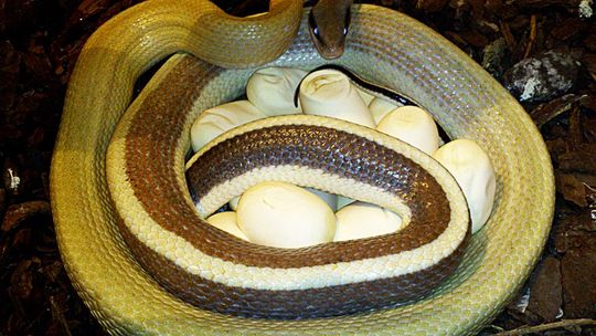 Zoo w Zamościu: Nieplanowane jaja