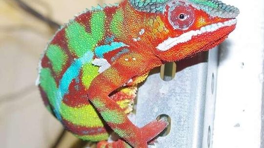 ZOO w Zamościu: Są nowi mieszkańcy m.in. kameleon lamparci. Jest hotel dla pszczół 