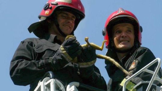 Zoo w Zamościu: Strażacy ściągali małpę z drzewa. Usnęła (zdjęcia)