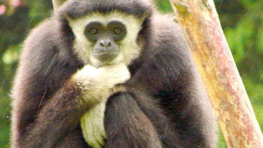 Zoo w Zamościu: Tata gibbon dumny z syna