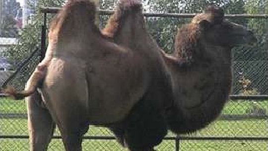 Zoo w Zamościu: Tylko wielbłąd Michał lubi upały