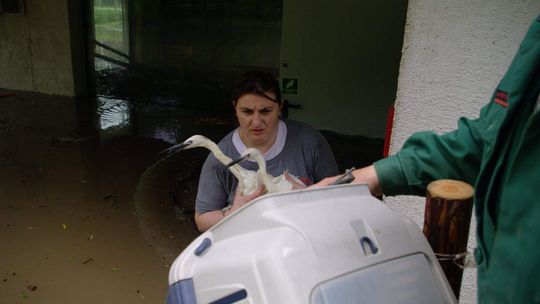 Zoo w Zamościu walczy z wodą