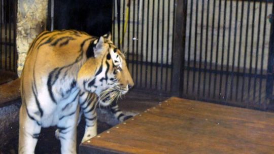 Zoo w Zamościu znowu otwarte. Ma nowych mieszkańców